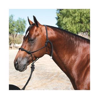 Prof. Choice | Clinician Halter | Black